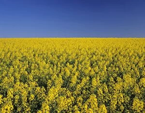 Images Dated 27th May 2009: Rape field in spring, Tubingen, Baden Wurttemberg, Germany, Europe