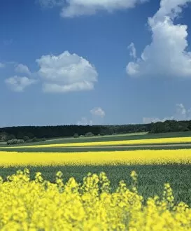 Images Dated 10th May 2008: Rape field, Swabian Alb, Baden Wurttemberg, Germany, Europe