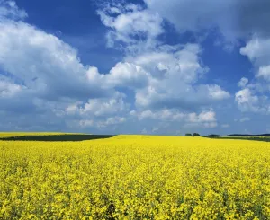 Swabian Alb Prints: Rape field, Swabian Alb, Baden Wurttemberg, Germany, Europe