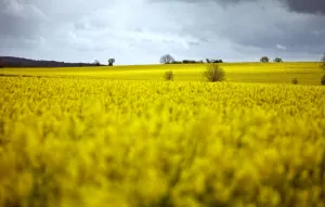Cambridgeshire Prints: Rape fields, Cambridgeshire, England, United Kingdom, Europe