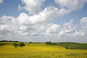 Jutland Prints: Rape fields, Jutland, Denmark, Scandinavia, Europe