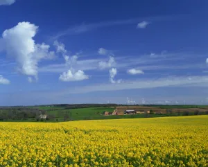 Lincolnshire Prints: Rape seed field, Lincolnshire, England, United Kingdom, Europe