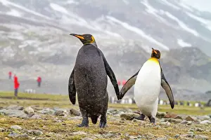 Animal Kingdom Prints: A rare adult melanistic king penguin (Aptenodytes patagonicus)