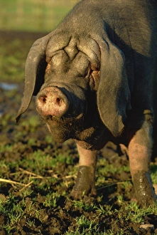 Aberdeen Prints: Rare Chinese Meisham pig, Aberdeen, Scotland, United Kingdom, Europe