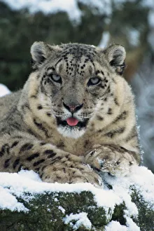 Endangered Species Gallery: Rare and endangered snow leopard (Panthera uncia), Port Lympne Zoo, Kent