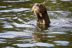 Rare Prints: The very rare giant otter, Lake Salvador