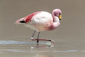 Bolivia Prints: Rare Jamess flamingo (Phoenicoparrus jamesi), Eduardo Avaroa Andean Fauna National