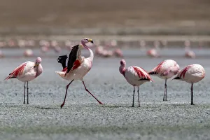 Bolivia Prints: Rare Jamess flamingos (Phoenicoparrus jamesi), Eduardo Avaroa Andean Fauna National