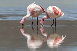 Rare Jamess flamingos (Phoenicoparrus jamesi), Eduardo Avaroa Andean Fauna National