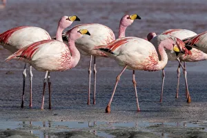 Rare Jamess flamingos (Phoenicoparrus jamesi), Eduardo Avaroa Andean Fauna National