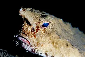 Animal Eye Prints: A rare longnose walking batfish (Ogcocephalus corniger) that usually lives at depths to 300m