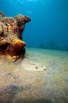 Seabed Prints: A rare maculated flounder (Bothus maculiferus)