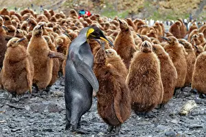 Animal Kingdom Prints: A rare melanistic king penguin (Aptenodytes patagonicus)