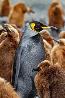 Bird Colony Prints: A rare melanistic king penguin (Aptenodytes patagonicus)