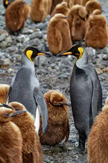 Animal Kingdom Prints: A rare melanistic king penguin (Aptenodytes patagonicus)