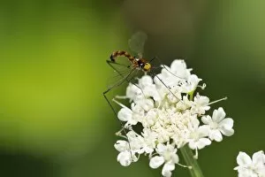 Images Dated 4th June 2010: A rare net-winged midge (Apistomyia elegans) feeding on umbel flowers by an unpolluted mountain