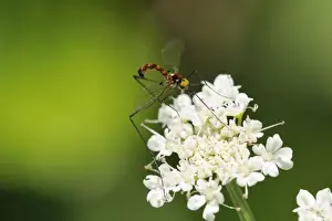 A rare net-winged midge (Apistomyia elegans) feeding on umbel flowers by an unpolluted mountain stream, Corsica, France, Europe