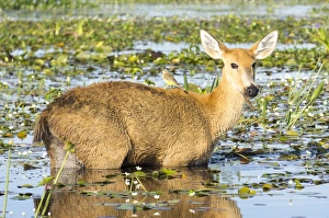Swamp Prints: Rare pampas deer grazing in swamp, Ibera National Park, Argentina, South America