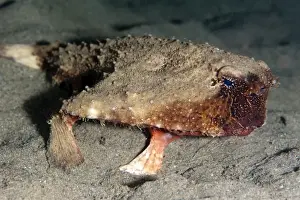 Seabed Prints: A rare rough back walking batfish (Ogcocephalus parvas) that usually lives at depth to 300m