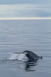Awareness Prints: A rare sighting of an adult blue whale (Balaenoptera musculus) sub-surface feeding in the Svalbard Archipelago