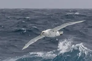 Petrel Prints: A rare white morph of the southern giant petrel (Macronectes giganteus), English Strait