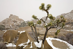 Rare winter snowfall
