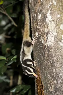 Stripe Prints: Rarely seen Striped possum (Dactylopsila trivirgata) on tree in the Wet Tropic rainforest of Queensland
