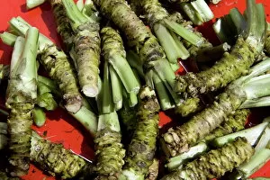 Images Dated 30th April 2009: Raw wasabi roots (Japanese horseradish) for sale at the Daio Wasabi Farm in Hotaka