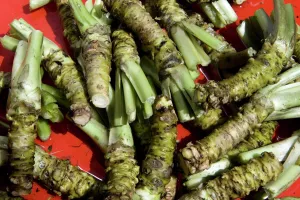 Nagano Prints: Raw wasabi roots (Japanese horseradish) for sale at the Daio Wasabi Farm in Hotaka