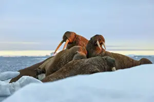 Chuckchi Sea Prints: Last rays of evening sun striking a group of Walrus (Odobenus rosmarus)