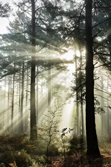 Ethereal Gallery: Rays of sun breaking through mist in woodland of scots pine trees, Newtown Common