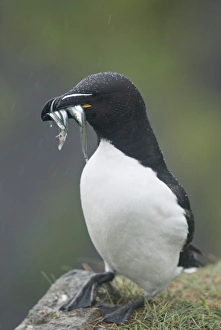 One Bird Prints: Razorbill (Alca torda), Lunga, Inner Hebrides, Scotland, United Kingdom, Europe