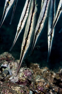 Razorfish (Aeoliscus strigatus), Sulawesi, Indonesia, Southeast Asia, Asia