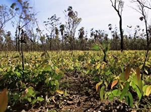 Kimberley Prints: Re-growth of eucalyptus seedlings after bush fire, beside Mitchell Plateau Road