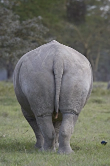 Images Dated 30th September 2007: Rear view of a white rhinoceros (Ceratotherium simum), Lake Nakuru National Park