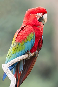 Brazilian Prints: Red-and-green macaw (Ara chloropterus), Buraco das Araras, Mato Grosso do Sul, Brazil