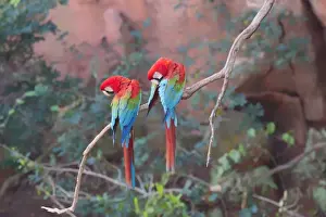 Macaw Prints: Red-and-green macaws (Ara chloropterus) perched on a branch in Buraco das Araras