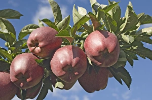 Apple Prints: Red apples in an orchard