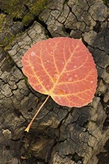Autumnal Leaves Prints: Red aspen leaf with water drops