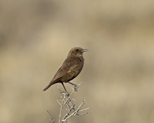 Images Dated 11th November 2006: Red-backed shrike (Lanius collurio), Kruger National Park, South Africa, Africa