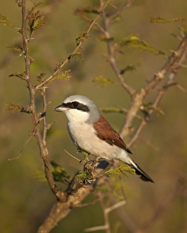 Lanius Collurio Prints: Red-Backed Shrike (Lanius collurio), Kruger National Park, South Africa, Africa