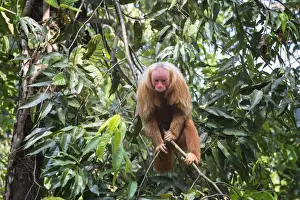 Red bald-headed Uakari monkey also known as British Monkey (Cacajao calvus rubicundus)