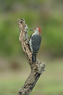 Wood Pecker Prints: Red-bellied woodpecker