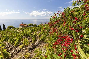 Livorno Province Prints: Red berries in cultivated fields, Pomonte, Marciana, Elba Island, Livorno Province
