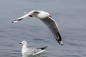 Contrasts Prints: Red-billed gull (Chroicocephalus scopulinus) in flight near Dunedin