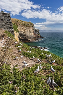 Gull Prints: Red-billed gulls (Chroicocephalus scopulinus)