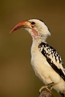 Images Dated 27th September 2007: Red-billed hornbill (Tockus erythrorhynchus), Samburu National Reserve