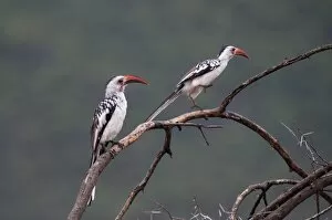 Red-billed hornbills (Tockus enythrorhynchus), Samburu National Park, Kenya