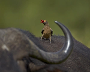 Horn Prints: Red-billed Oxpecker (Buphagus erythrorhynchus), Kruger National Park, South Africa, Africa