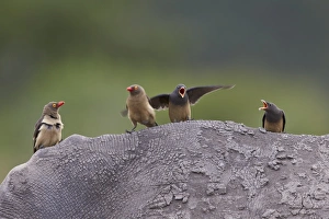 Red-billed oxpecker (Buphagus erythrorhynchus), Kruger National Park, South Africa